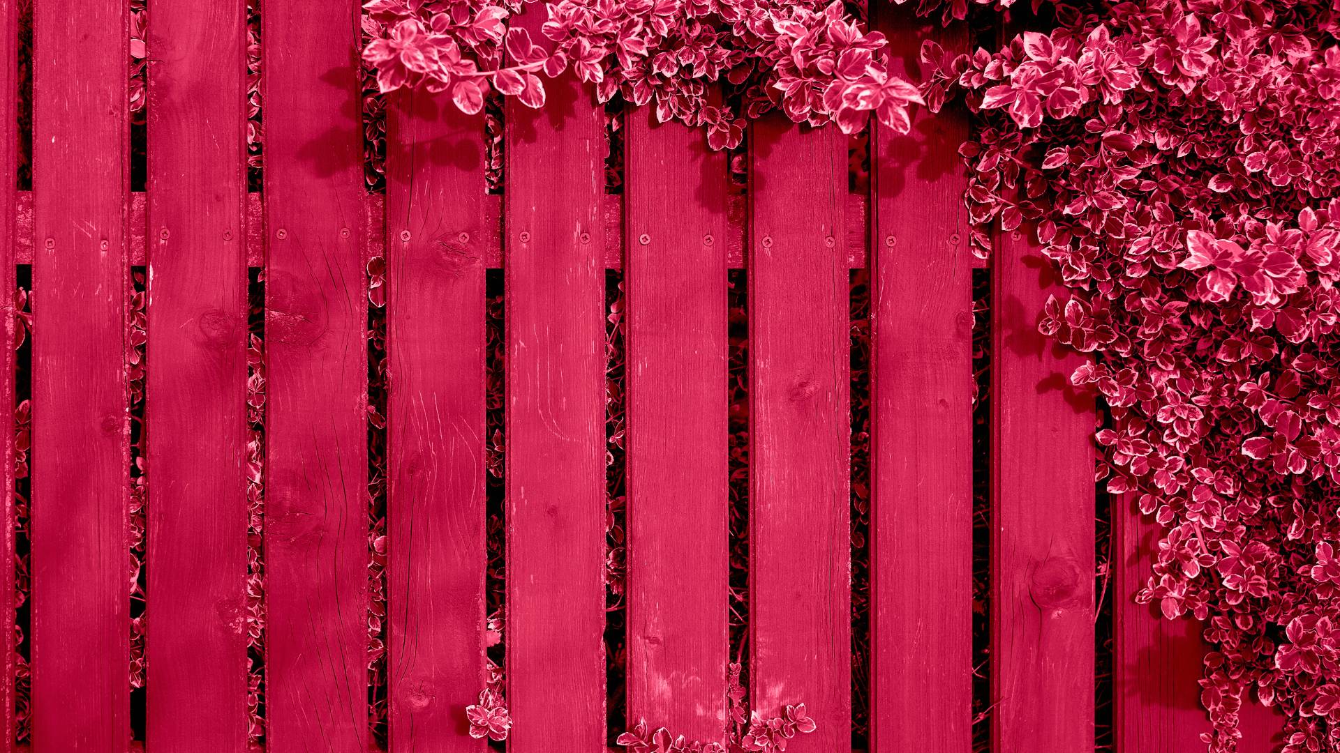 color of the year 2023, viva magenta in different shades
