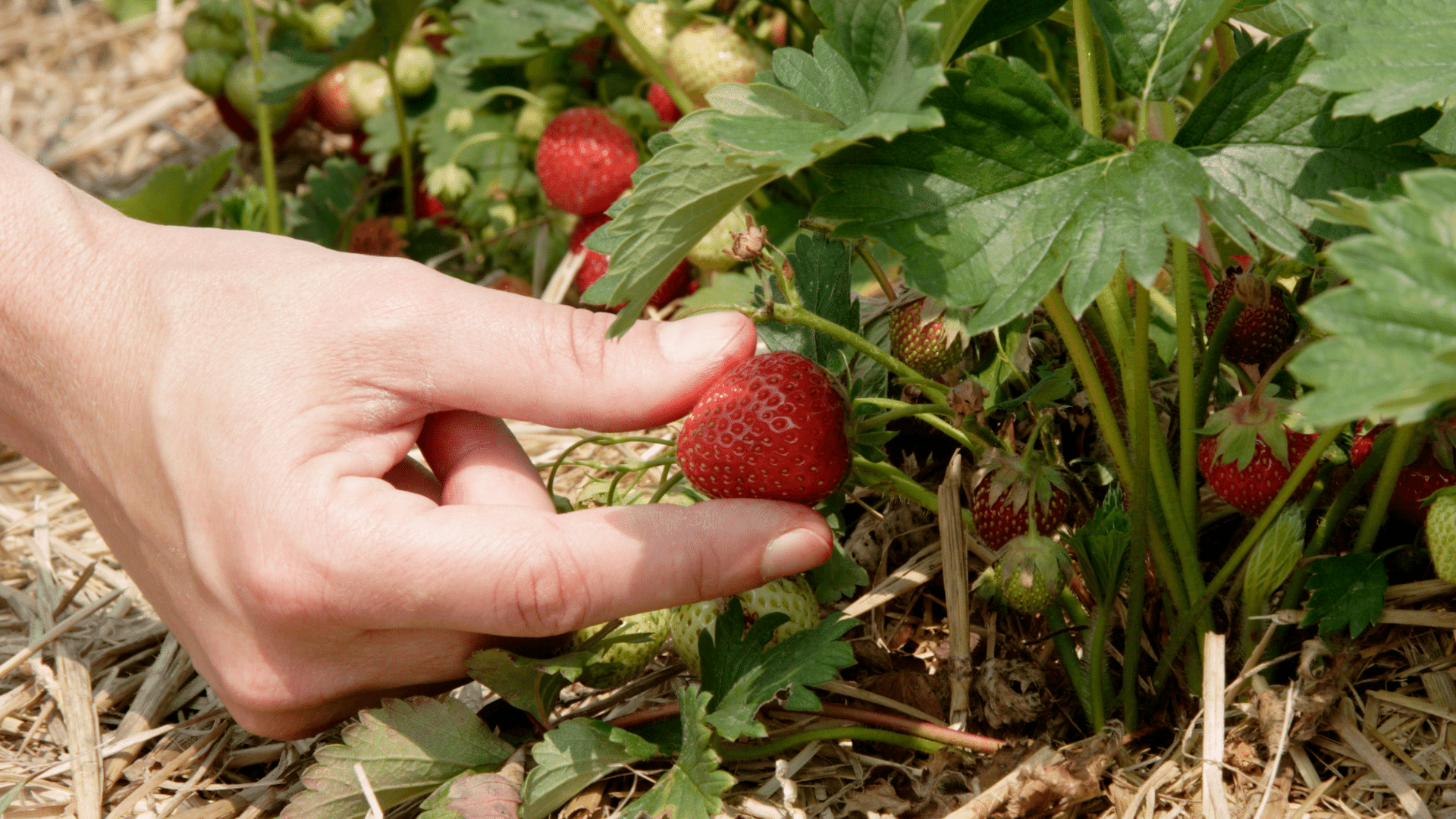 strawberry farms la trinidad benguet