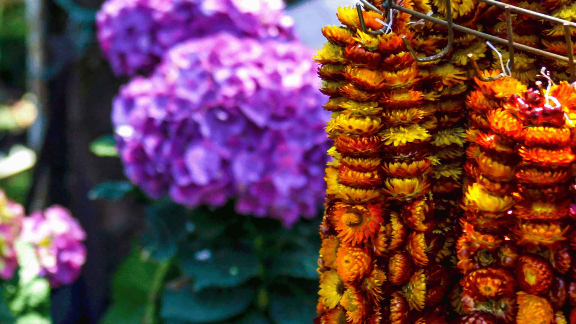 A Floral Celebration Baguio Flower Festival 2023 Blog