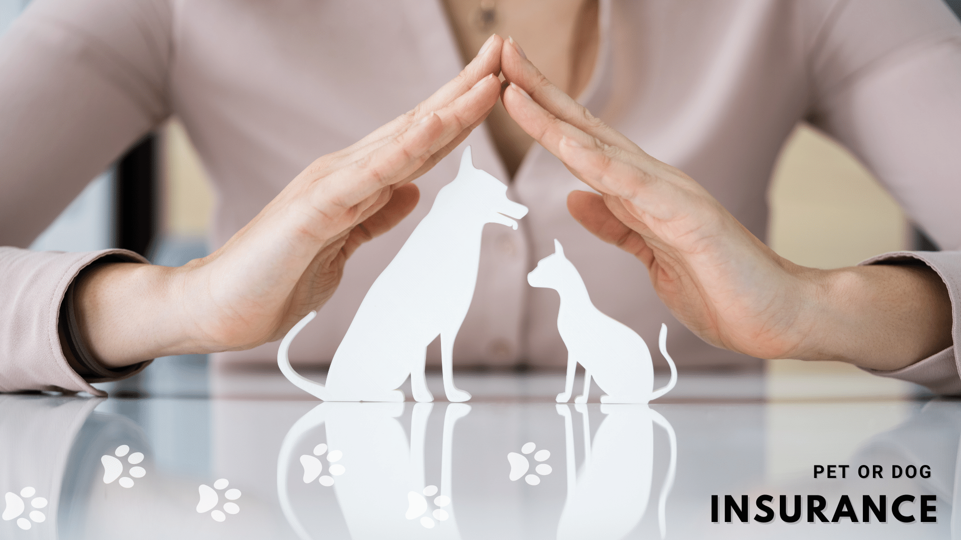 dog insurance investment
