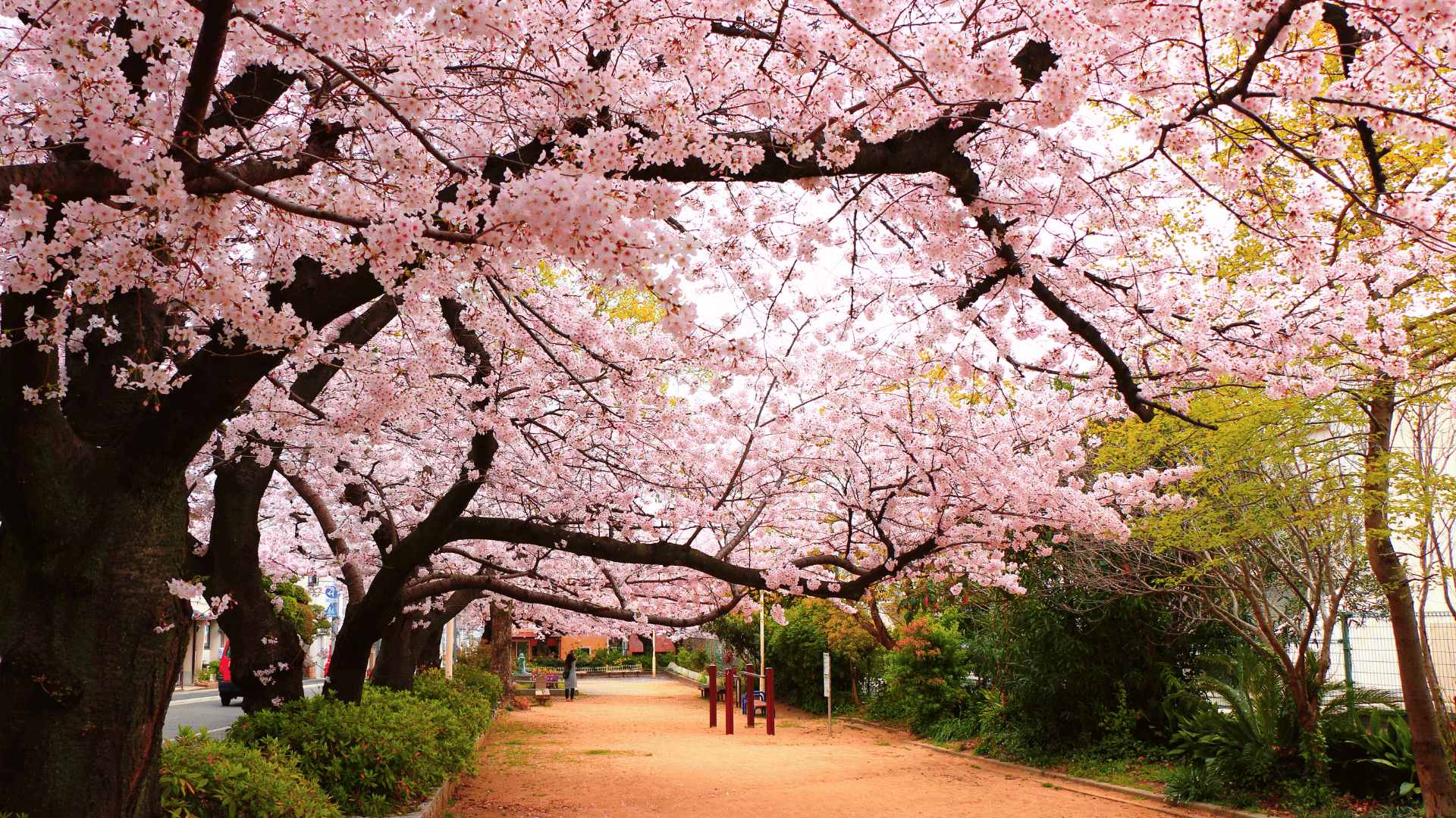 Sakura In Japan And Try The Japanese Living In The Philippines Blog 