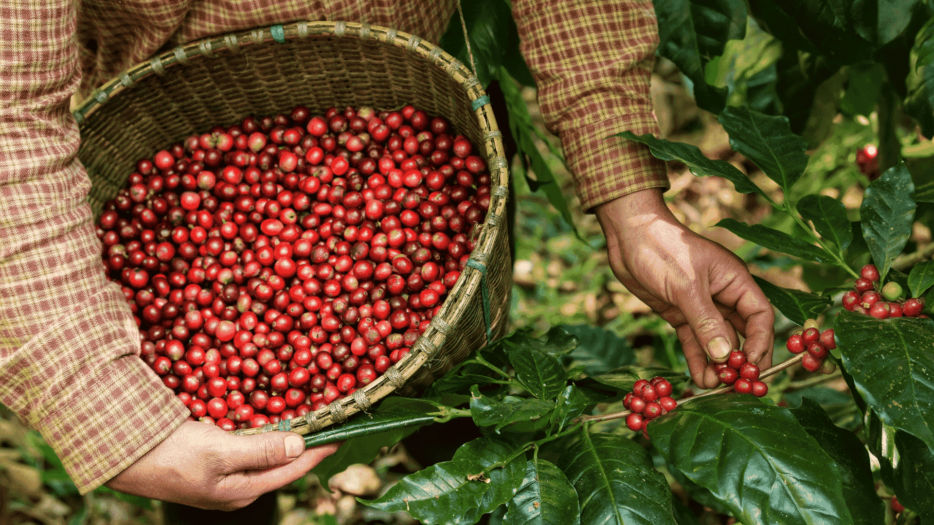 Coffee shop bean philippines