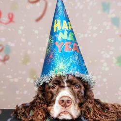 tips to protect your pets on new year