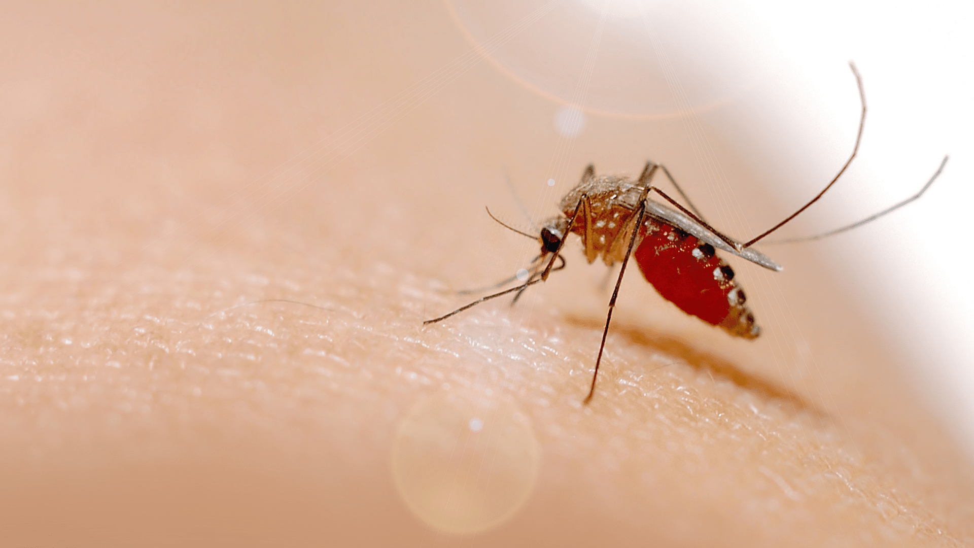 how to avoid dengue inside your condo